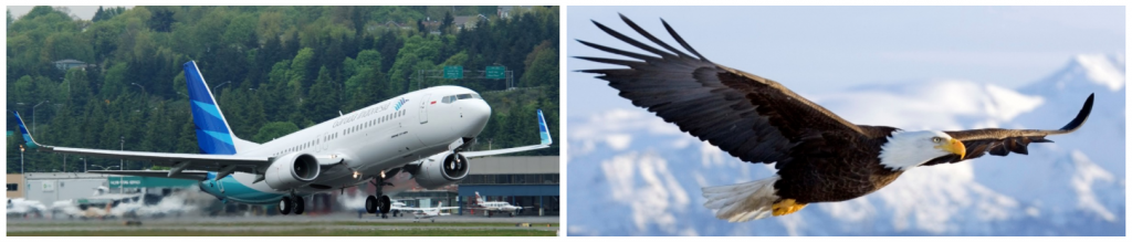 Winglet