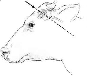 captive-bolt-placement-cattle-sideview