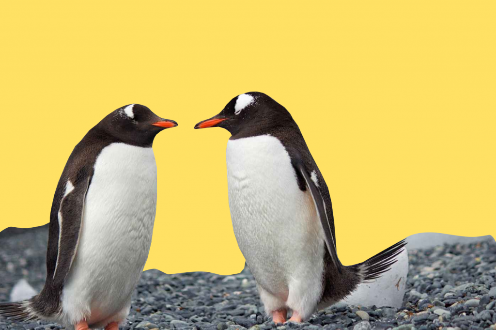 Apakah Penguin Memiliki Lutut?