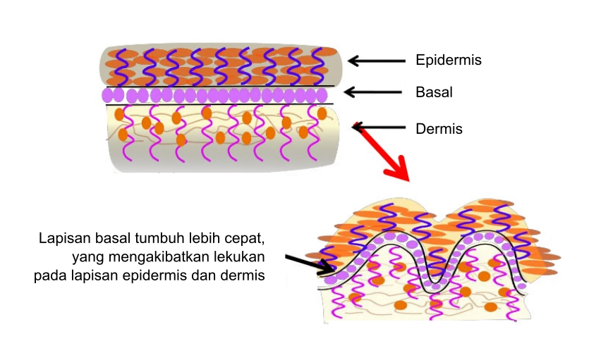 proses pembentukan sidik jari