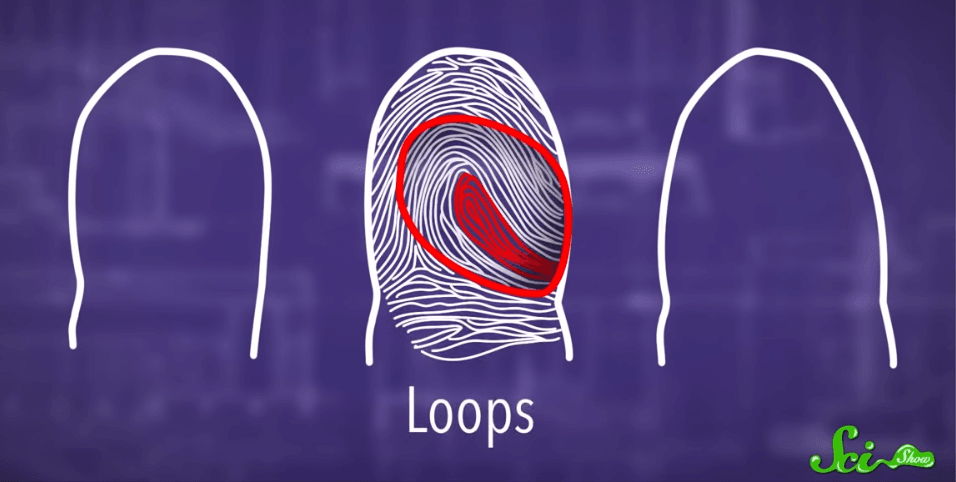 Sidik jari loops