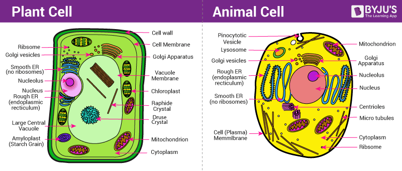 Bagian sel yang hanya ditemukan pada sel tumbuhan adalah