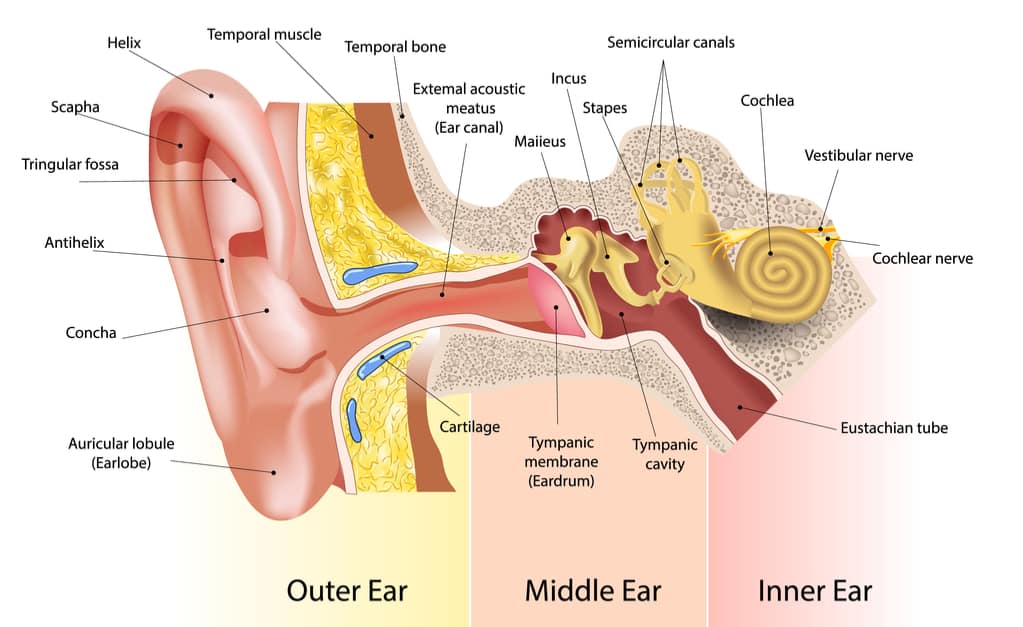Lubang telinga berfungsi meneruskan suara ke