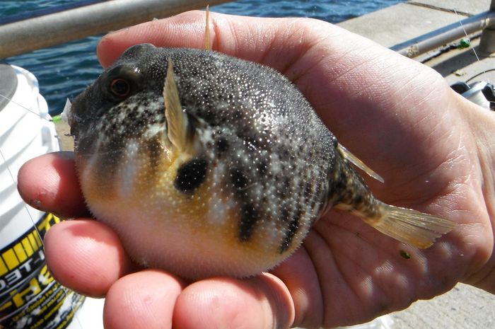 ikan buntal