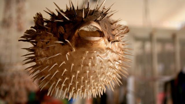 ikan buntal