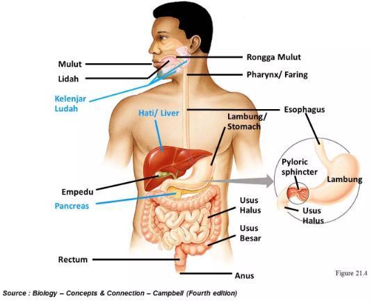 Dalam kelenjar pencernaan saliva dalam makanan di penting berperan mulut Sistem Pencernaan