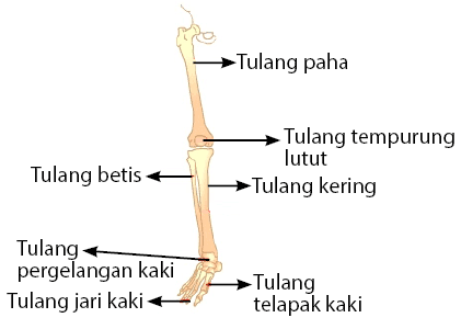 Tulang betis merupakan bagian dari tulang anggota gerak bagian