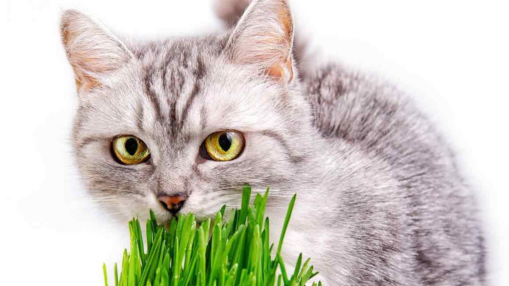 √ Mengapa kucing suka makan rumput? Berikut penelitiannya! 