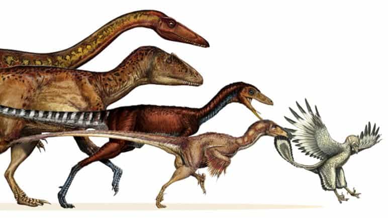 evolusi