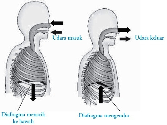 mekanisme pernafasan manusia