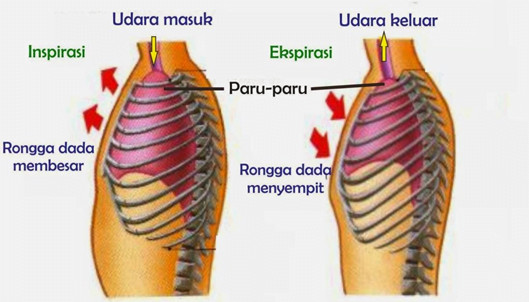 mekanisme pernafasan manusia