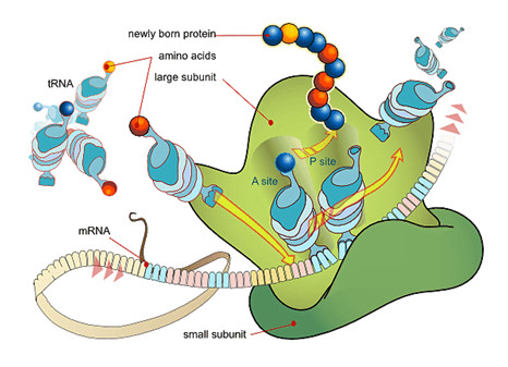Proses sintesis protein