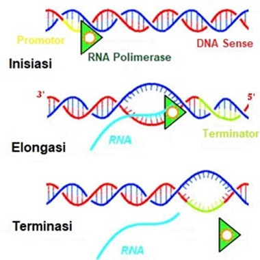 Proses transkripsi sintesis protein