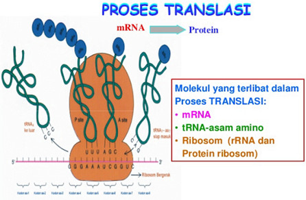 Proses translasi sintesis protein