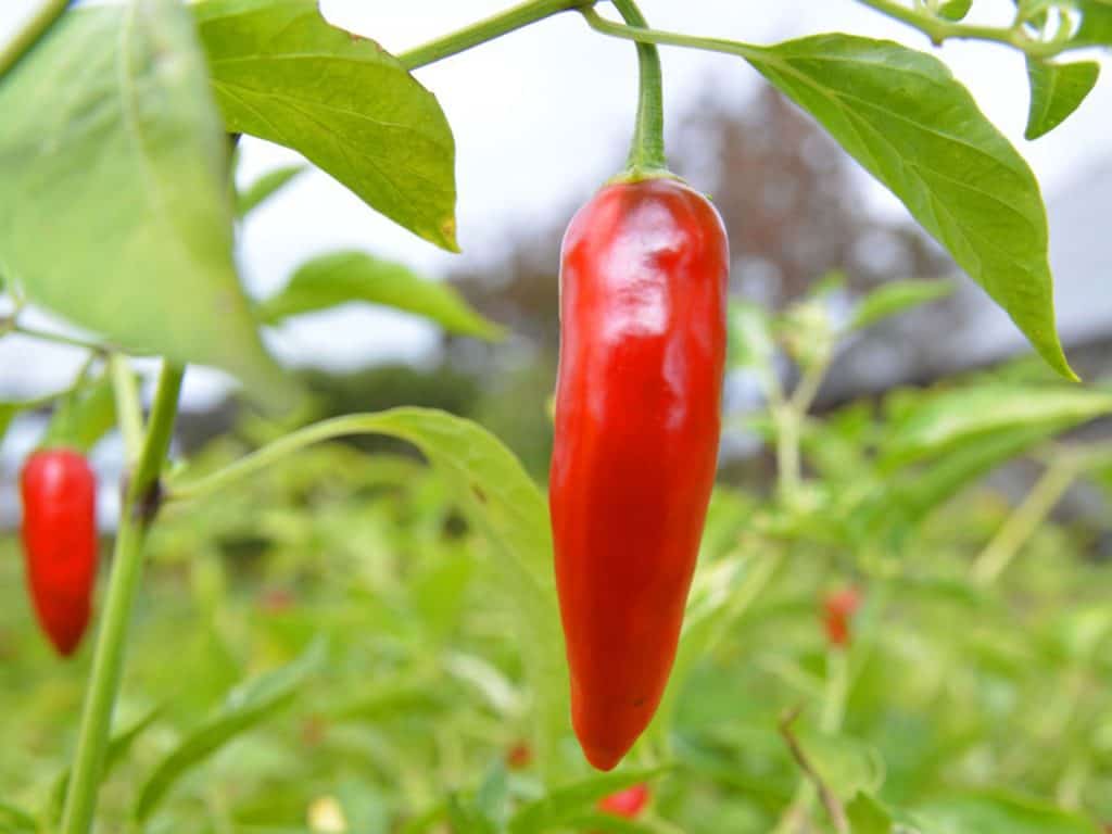 cara menanam cabe