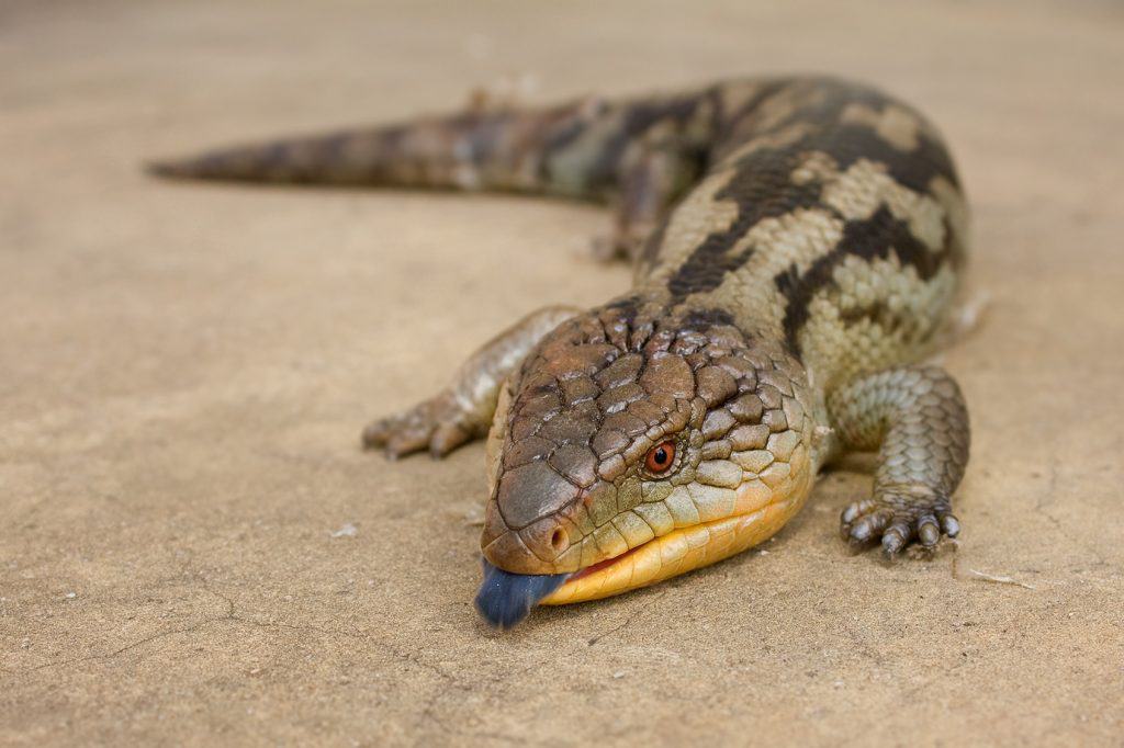 hewan reptil