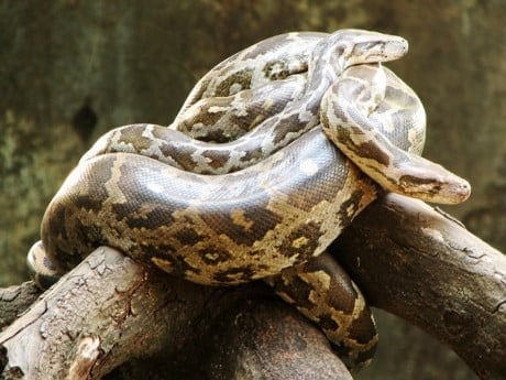 hewan reptil
