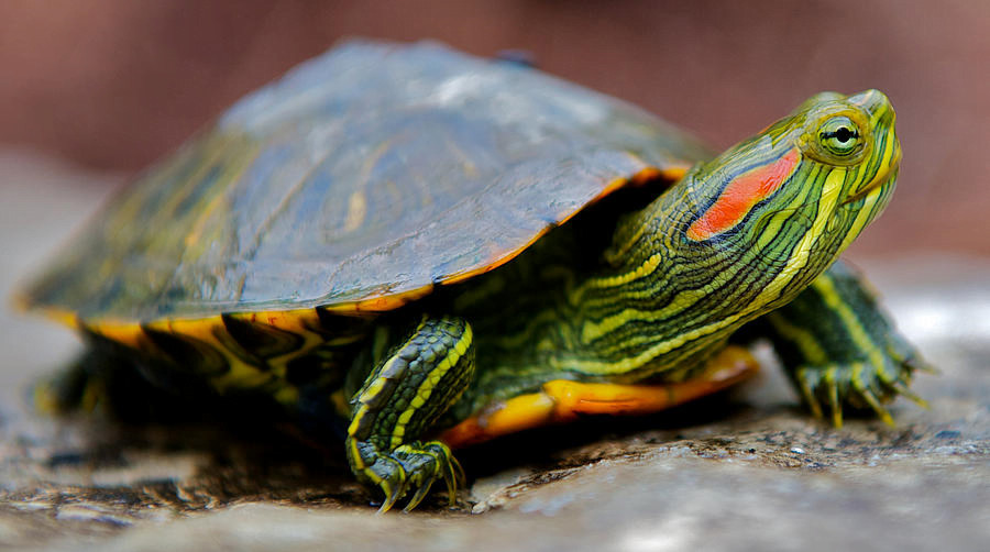hewan reptil