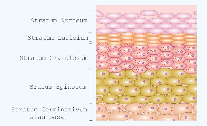 fungsi epidermis