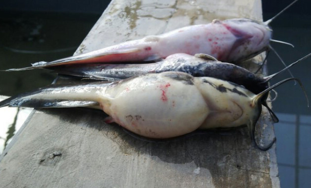 ternak ikan lele