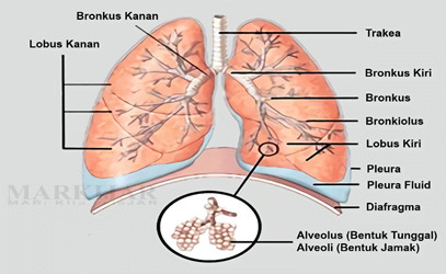 bagian paru paru