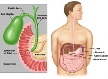 organ empedu
