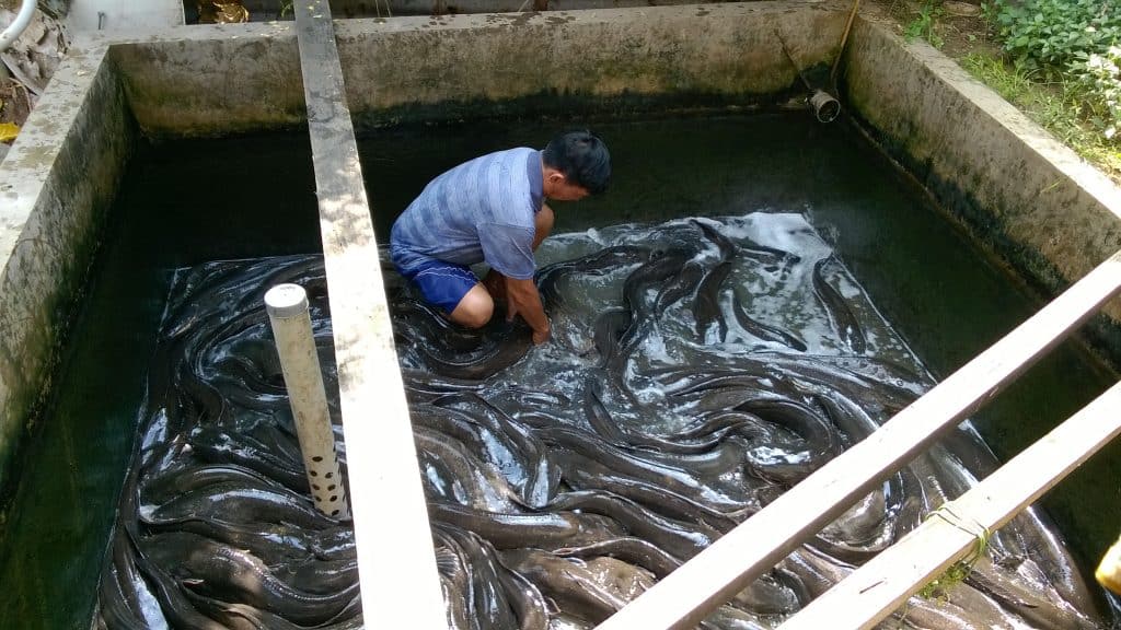 ternak ikan lele