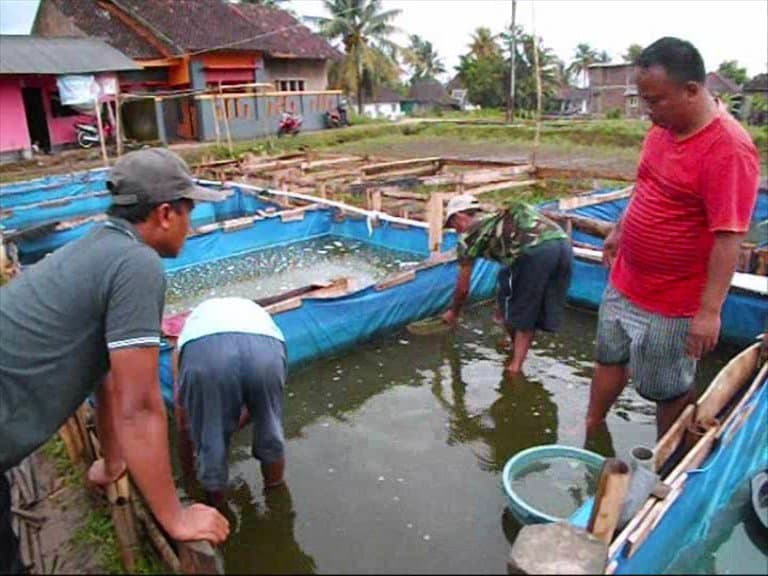 ternak ikan lele