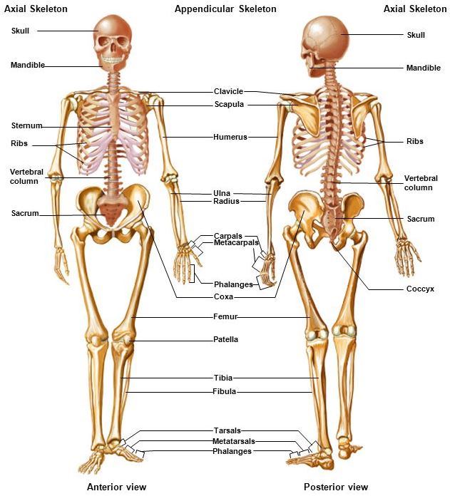 √ Anatomi Tubuh Manusia dan Fungsi + Gambar [LENGKAP] ...