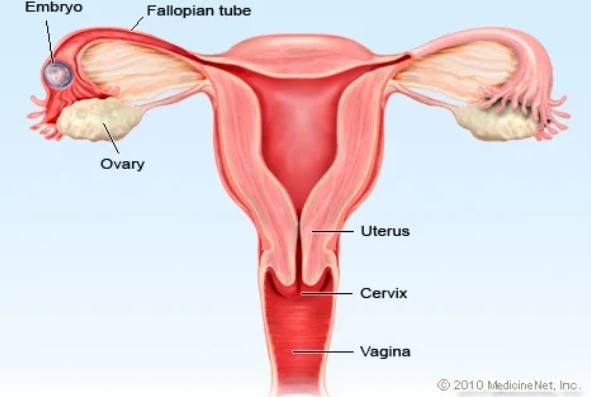 Reproduksi sebut dan jelaskan fungsi dalam wanita organ pada Urutan Organ