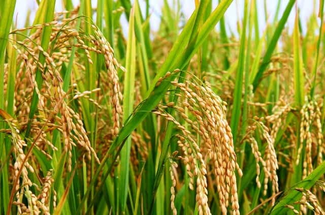 manfaat tumbuhan bagi manusia padi