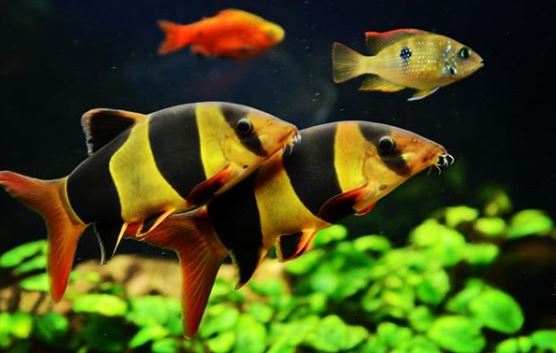 ikan hias air tawar