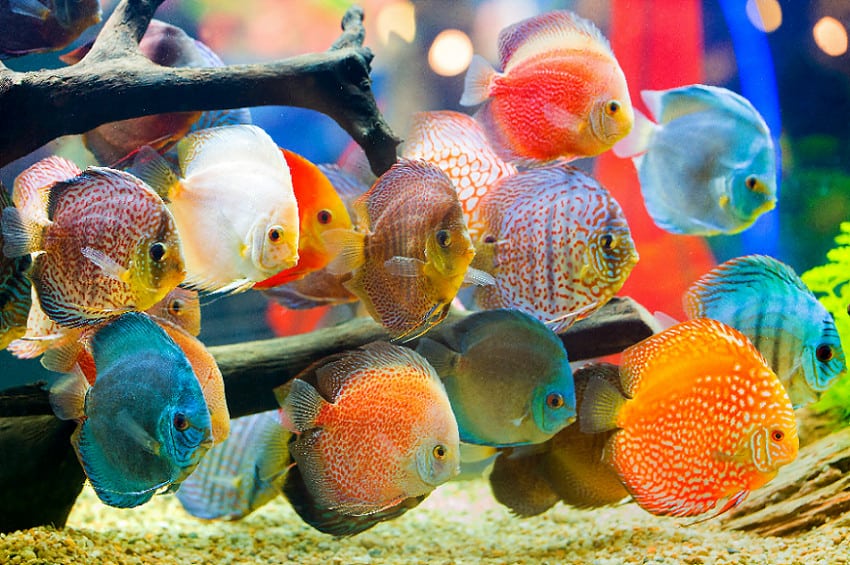ikan hias air tawar