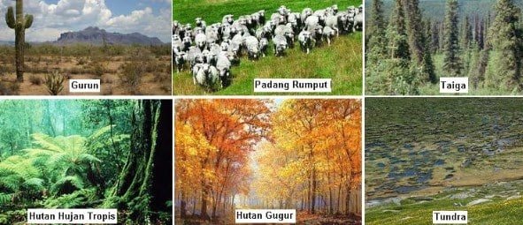 ekosistem adalah 