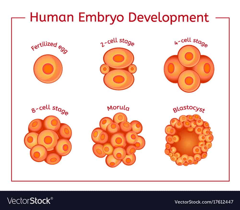 pertumbuhan dan perkembangan embrio