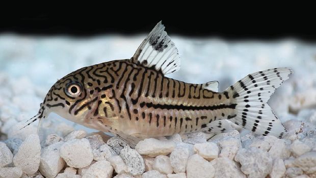 ikan hias air tawar