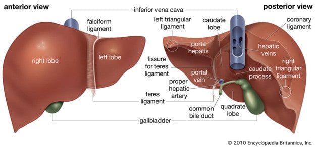 organ hati
