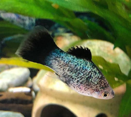 ikan hias air tawar