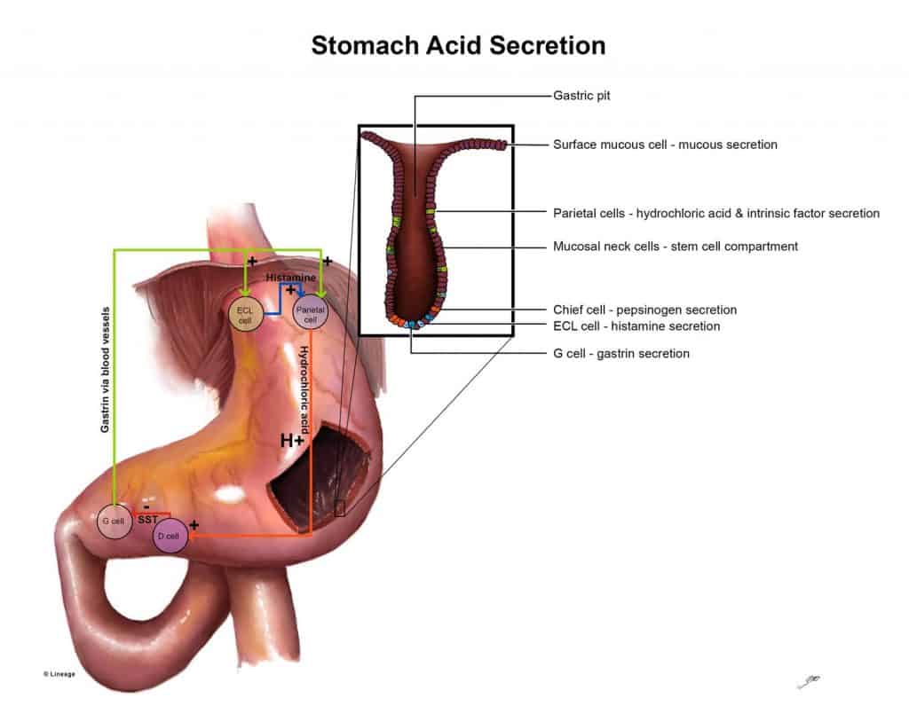 Sistem Sekresi Manusia, Organ yang Berpengaruh + Cara ...