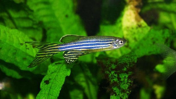 ikan hias air tawar