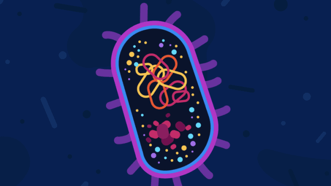 bakteri e coli