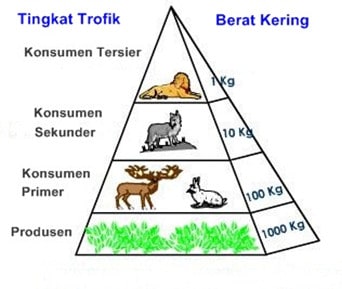 piramida makanan adalah