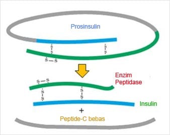 hormon insulin adalah