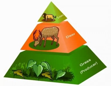 Organisme berikut ini yang dapat menduduki bagian paling dasar dari piramida makanan adalah