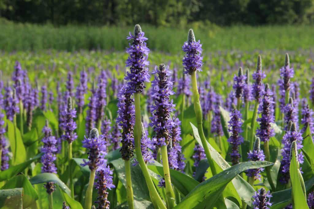 pontederia