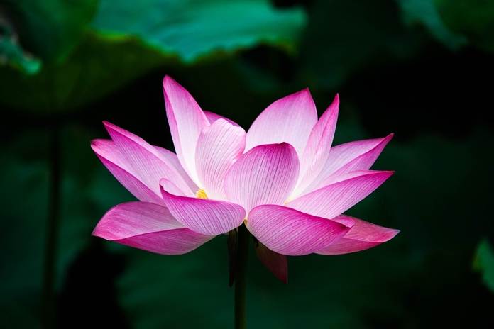 tanaman air lotus