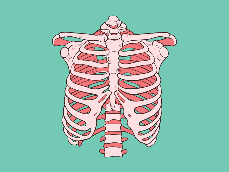 Tulang Rusuk Anatomi, Fungsi beserta Gambarnya [LENGKAP]