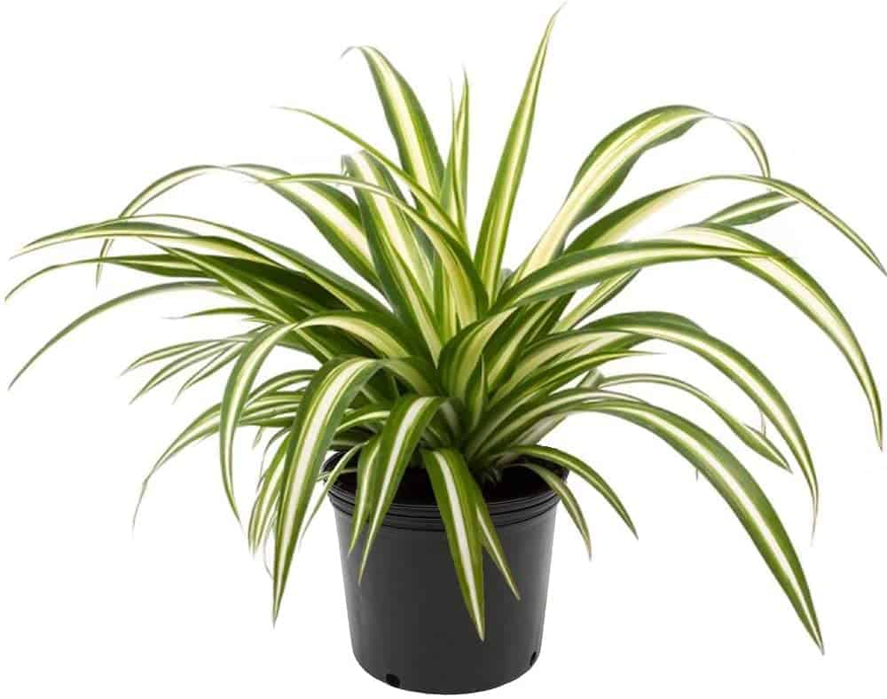 tanaman hias daun