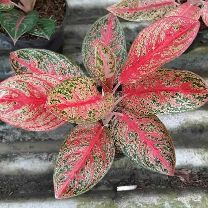 bunga aglonema