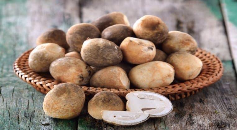 jamur yang bisa dimakan